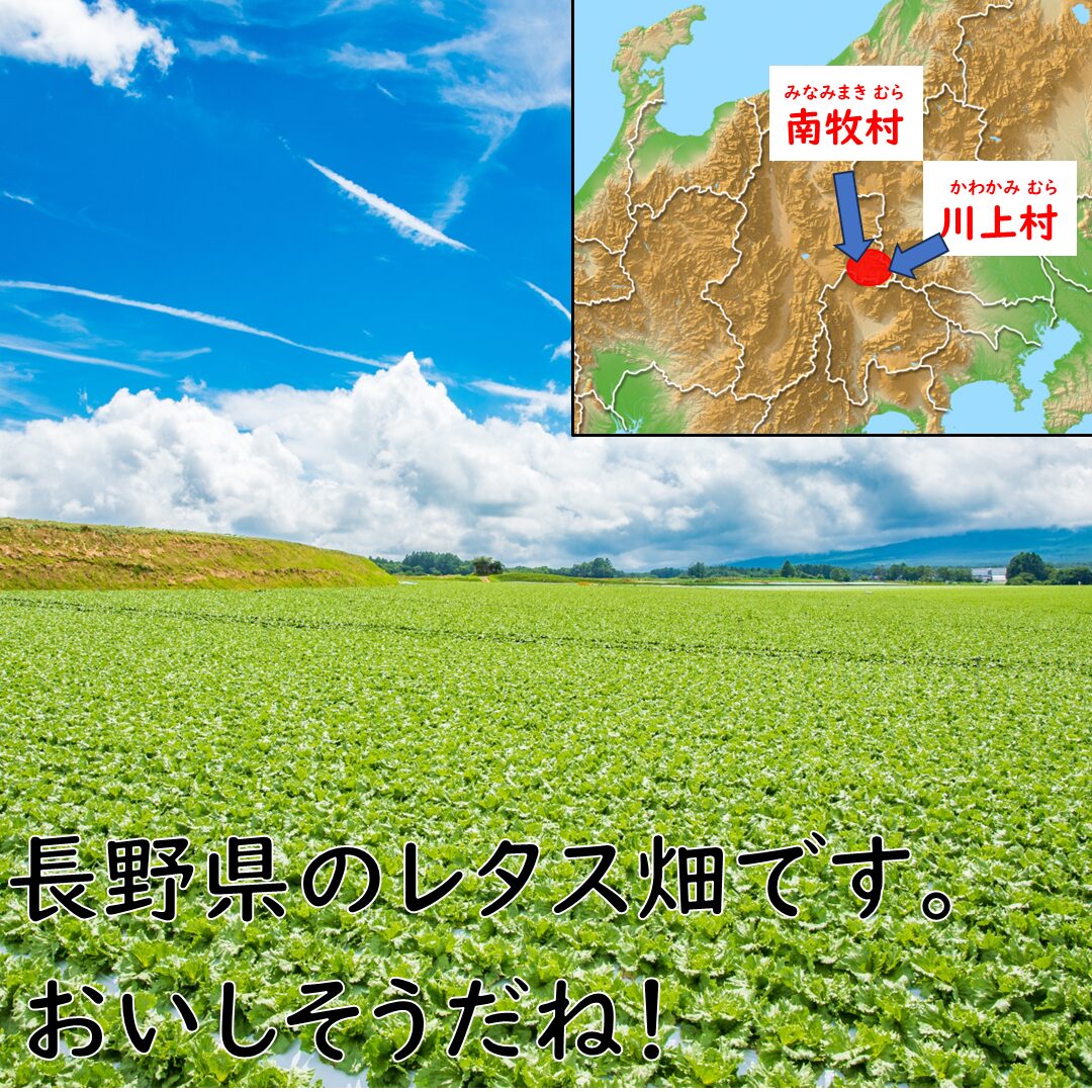 長野県のレタス畑の画像