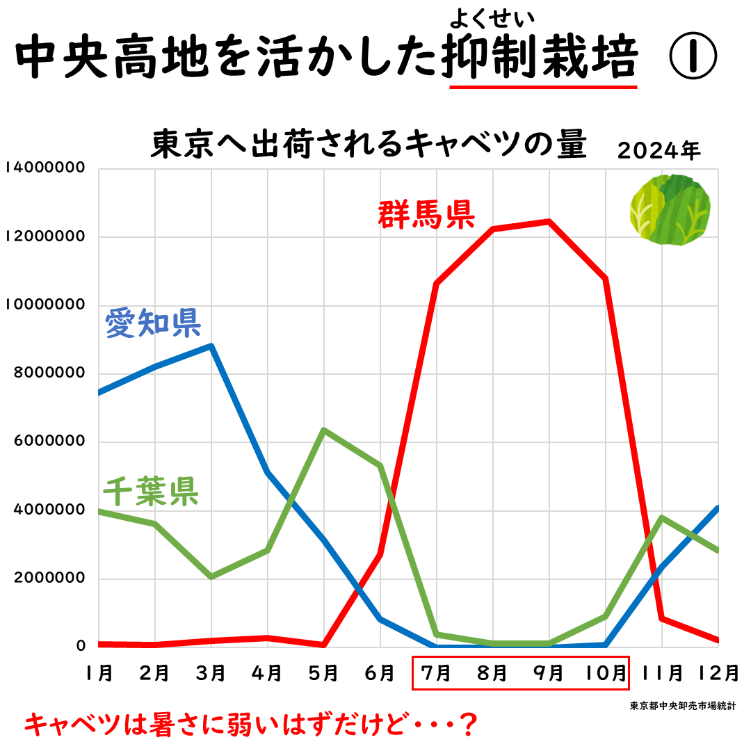 群馬県のキャベツ出荷の画像