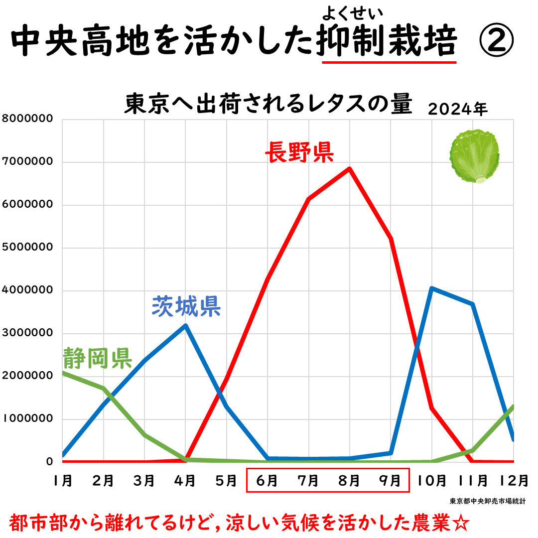 長野県のレタス出荷の画像