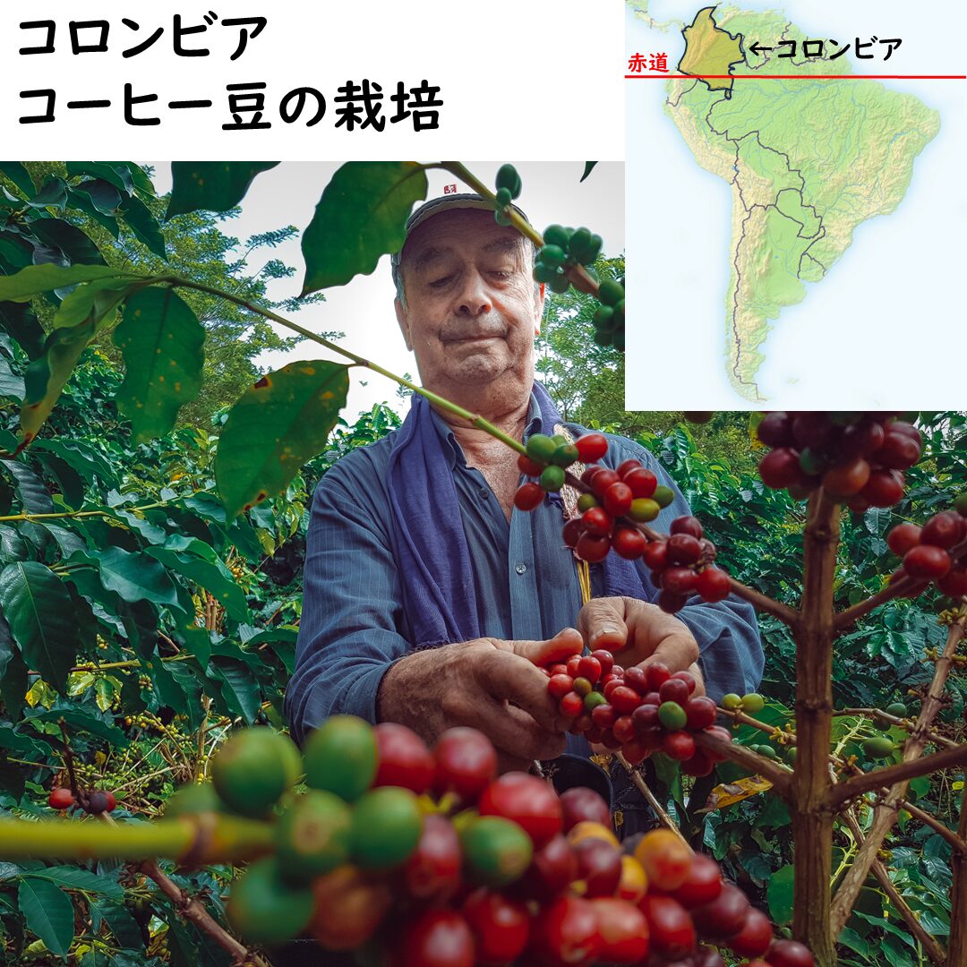 コロンビアのコーヒー豆