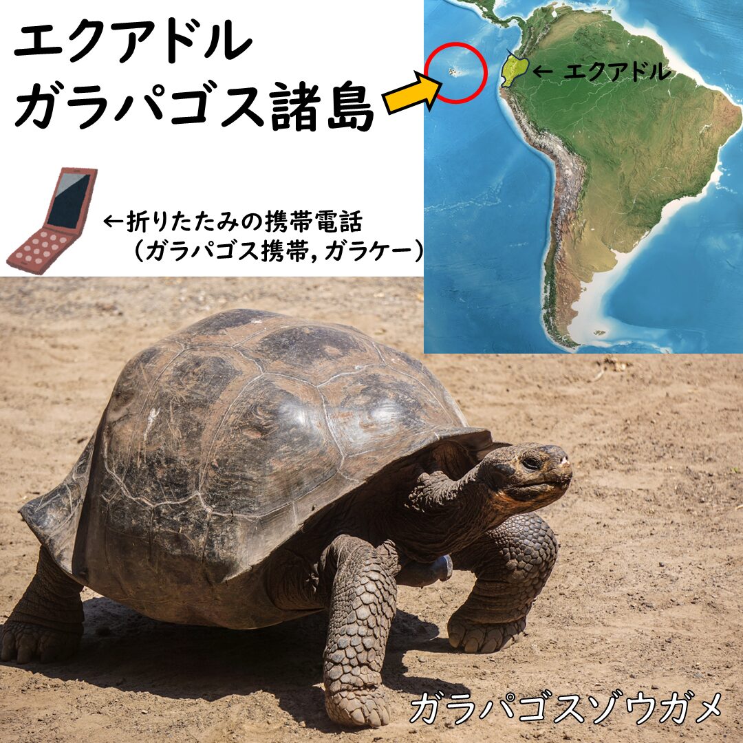 ガラパゴス諸島のリクガメ