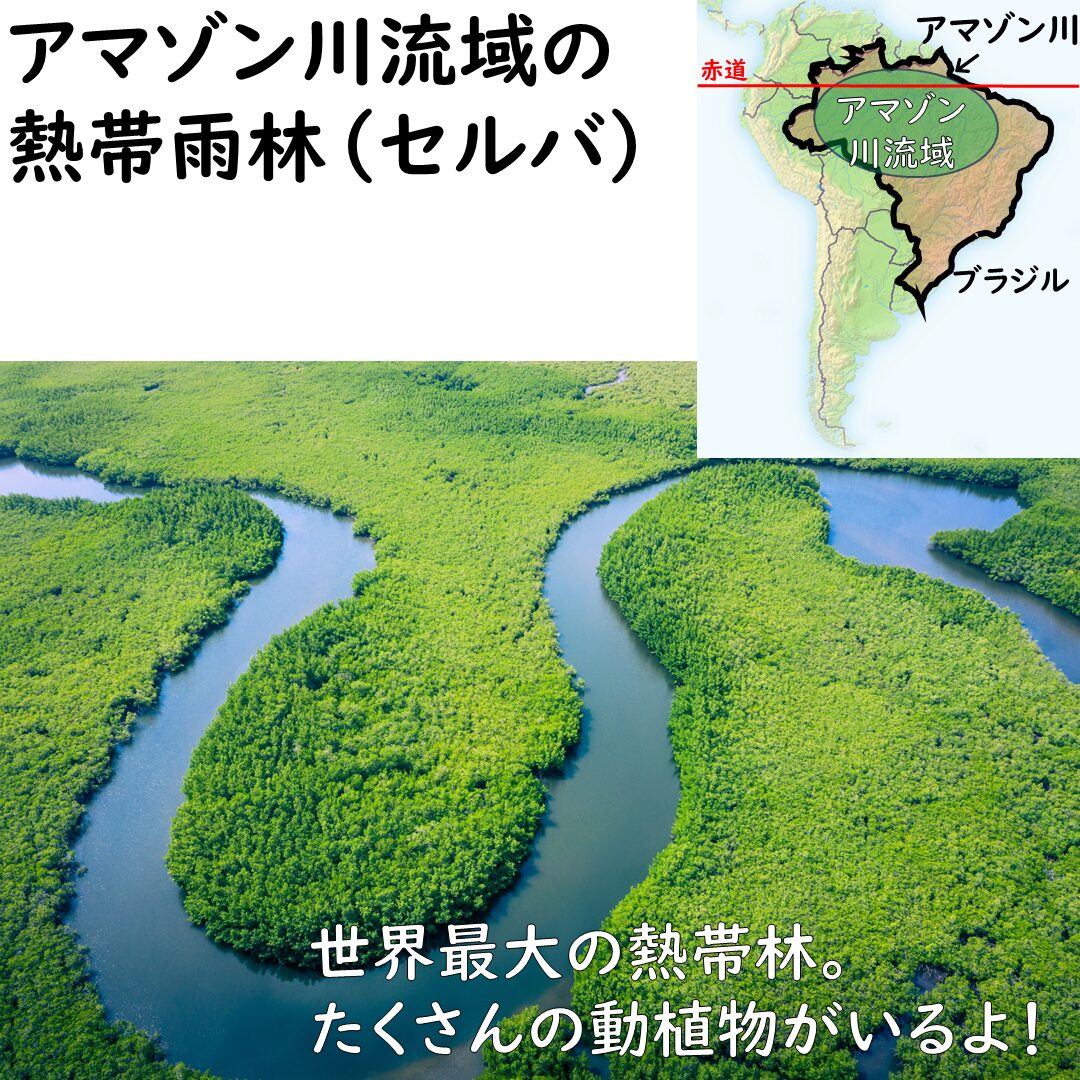 ブラジルの熱帯雨林のセルバ