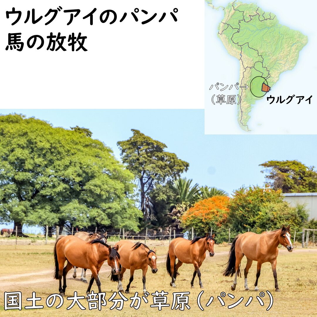 ウルグアイ側のパンパ