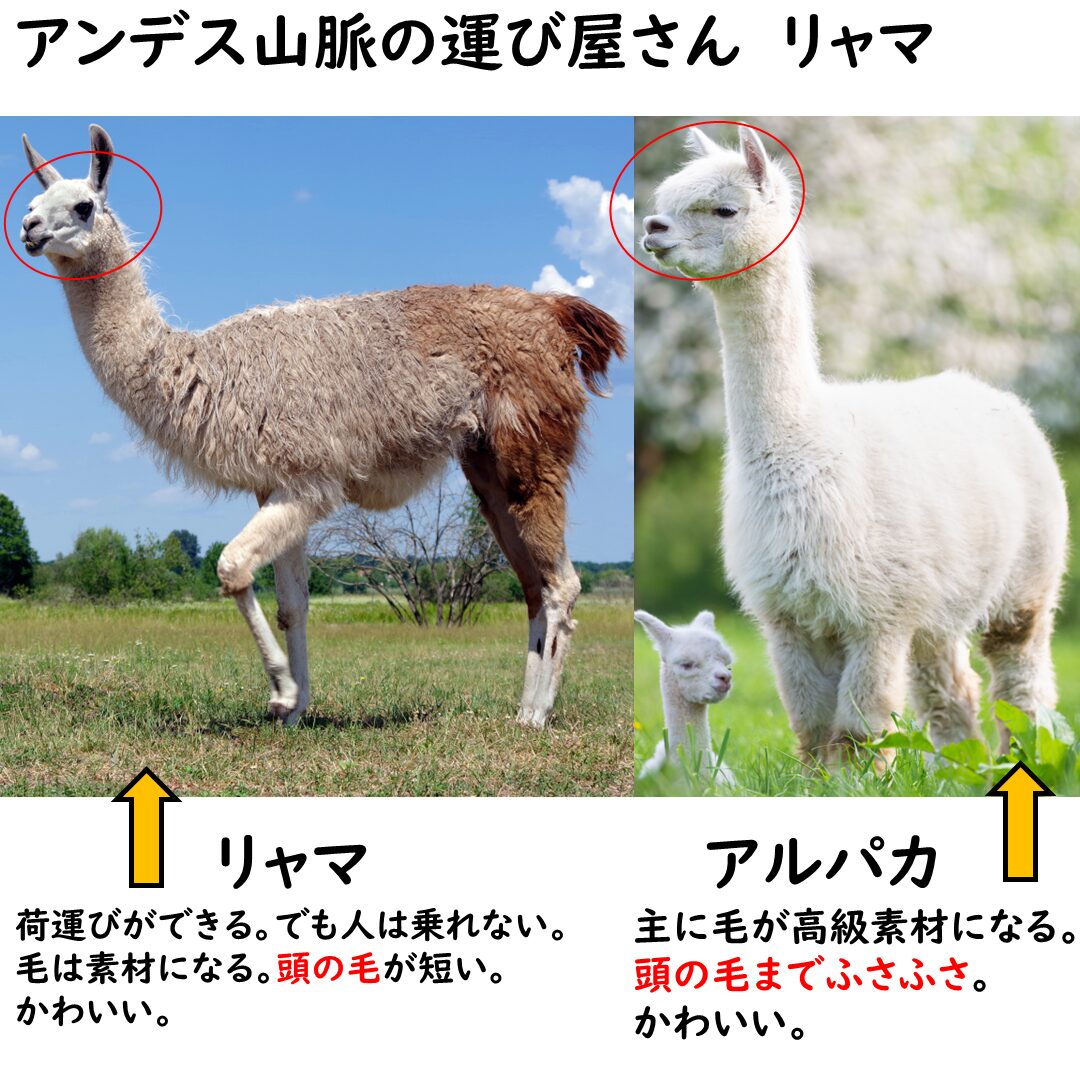 リャマとアルパカの違い