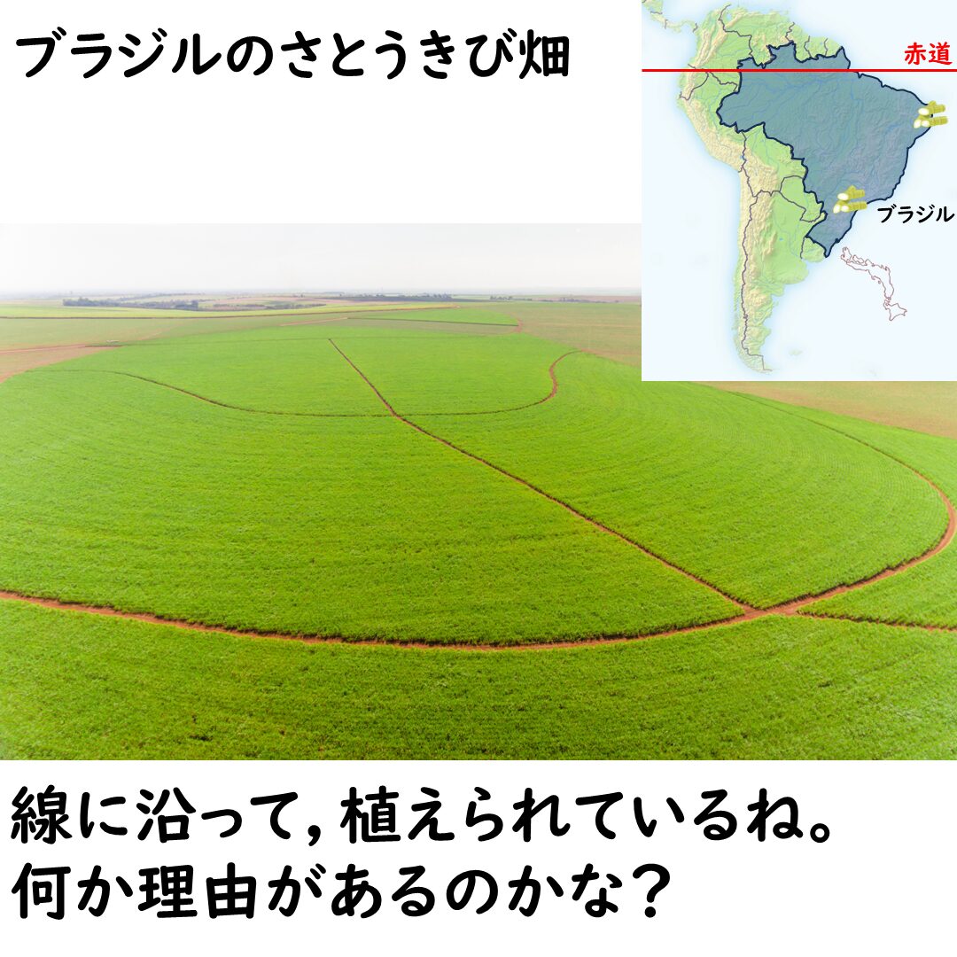 さとうきび畑