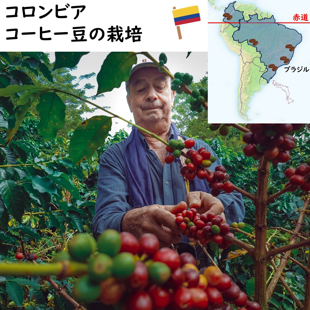 コーヒー豆の収穫の画像
