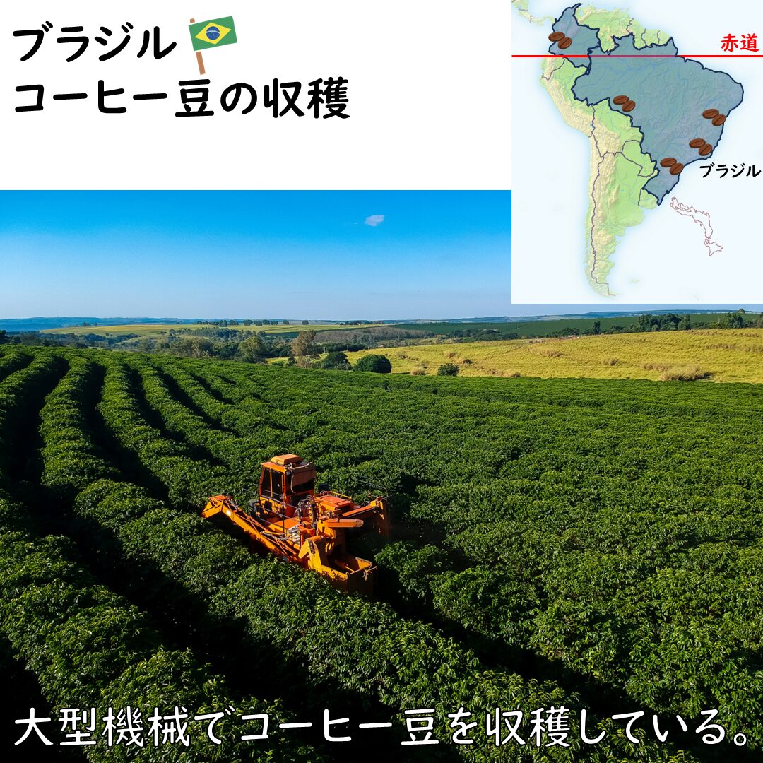 コーヒー豆の収穫の画像