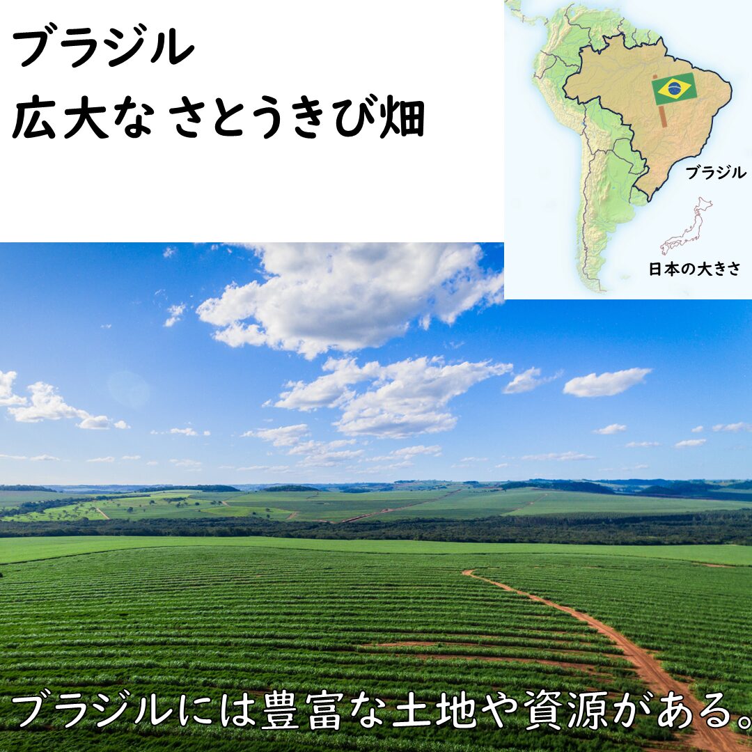 ブラジルのさとうきび畑