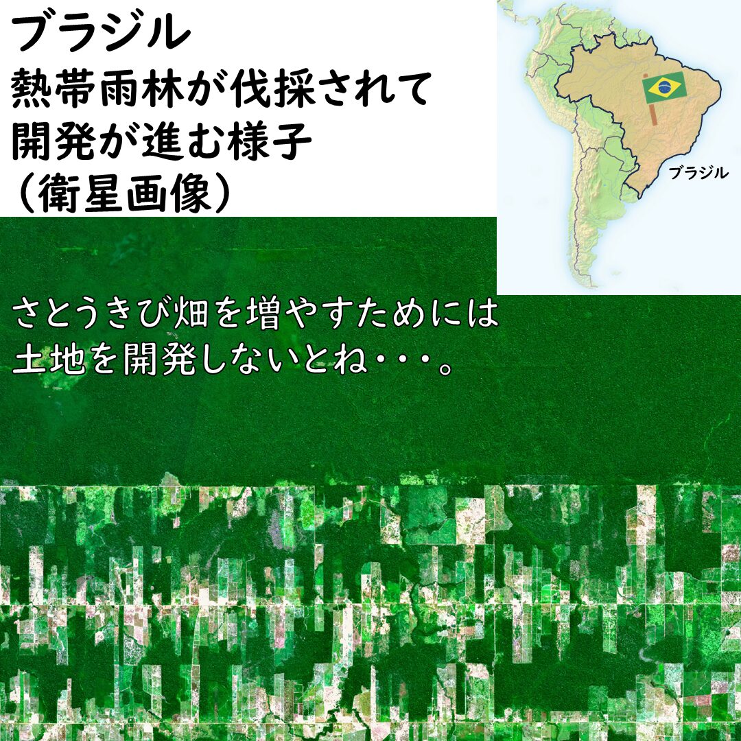 熱帯雨林の伐採